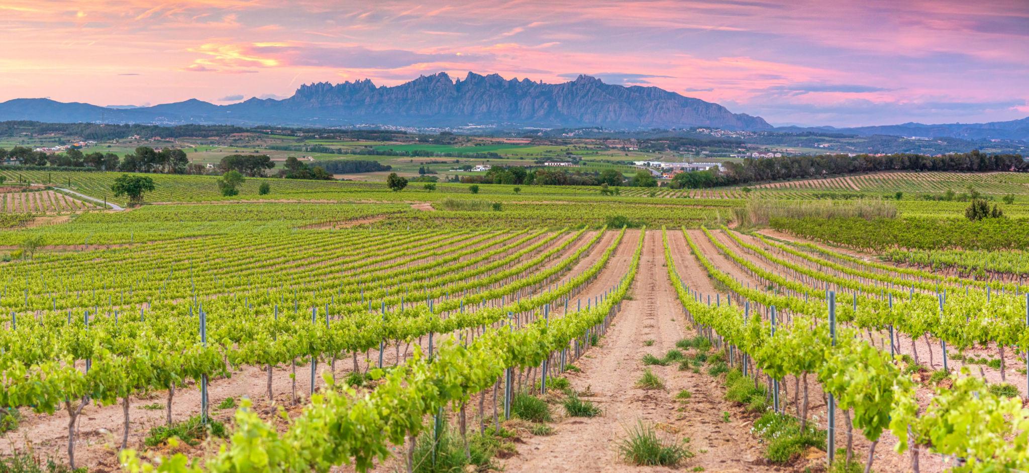 Penedes wine region vineyards with Montserrat mountain at sunset, home of Cava sparkling wine near Masia St Salvador 1582